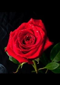【艾爾之光】雷文×艾索德《緋紅薔薇的花語》