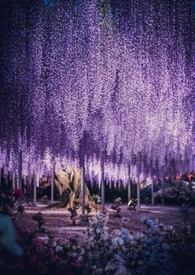 穿越時空-紫藤樹下的秘密