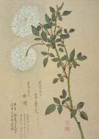 花開荼蘼