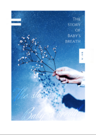 The story of Baby's breath