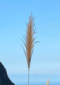 人間釀