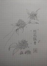 桂花飄香