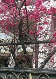 櫻花樹中的精靈