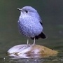 鳳米亞