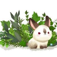 兔子的夏天