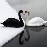 中国式磕頭愛好者协會的非成員