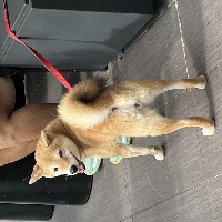 梯歪