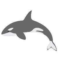 Orca