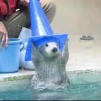 这题无解