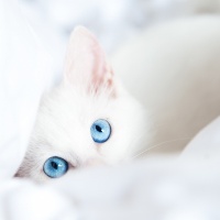 白貓
