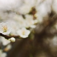 靛希