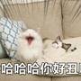 馒头我是包子