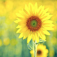 向日葵 Sunflower