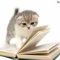 愛啃書的貓